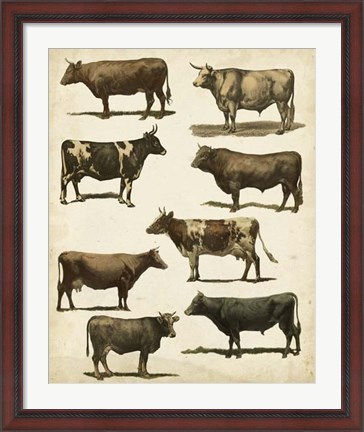 Framed Antique Cow Chart Print