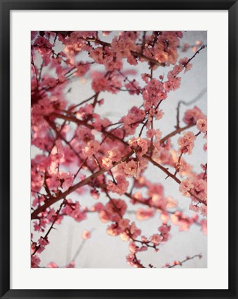 Framed Cherry Blossoms I Print