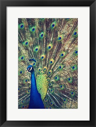 Framed Royally Blue I Print