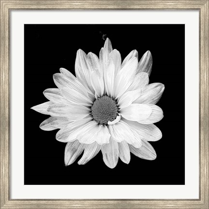 Framed White Daisy I Print