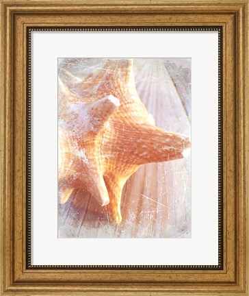Framed Conch II Print