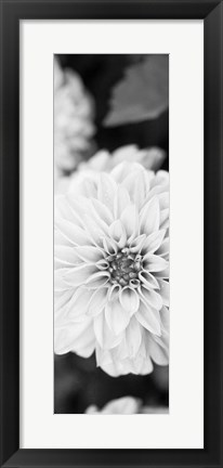 Framed White Bloom II Print