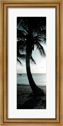 Framed Cool Bimini Palm II Print