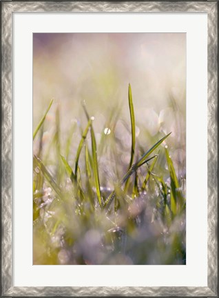 Framed Soft Morning Dew I Print