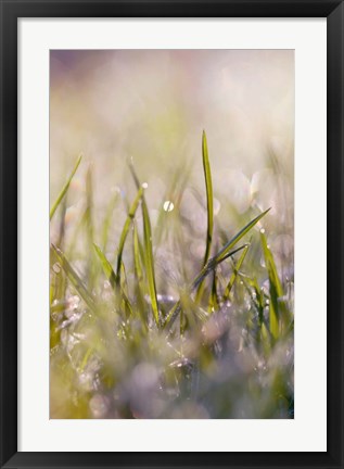 Framed Soft Morning Dew I Print
