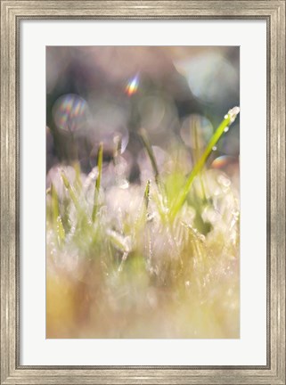 Framed Soft Morning Dew II Print