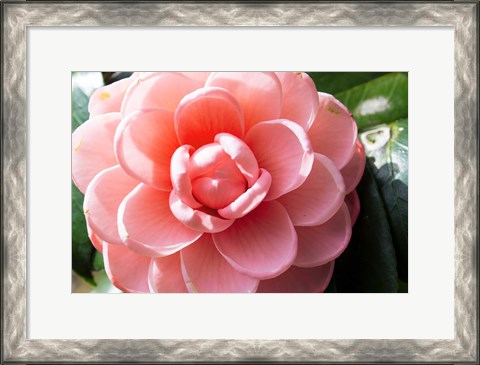 Framed Coral Bloom Print