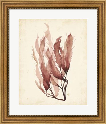 Framed Watercolor Sea Grass IV Print