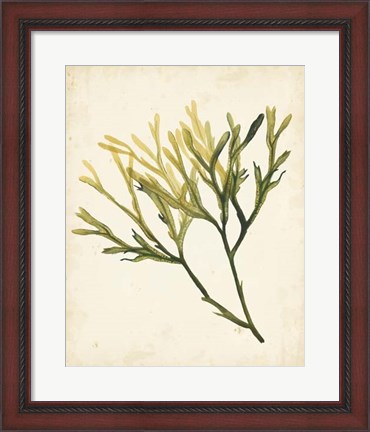 Framed Watercolor Sea Grass V Print