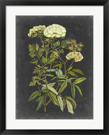 Framed Bookplate Floral I Print
