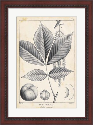 Framed Vintage Hickory Tree Print