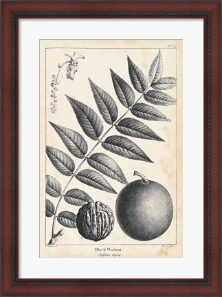 Framed Vintage Black Walnut Tree Print