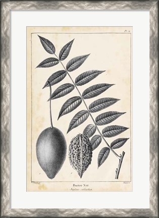 Framed Vintage Butternut Tree Print