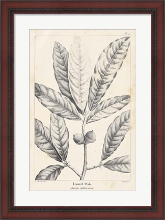 Framed Vintage Laurel Oak Tree Print