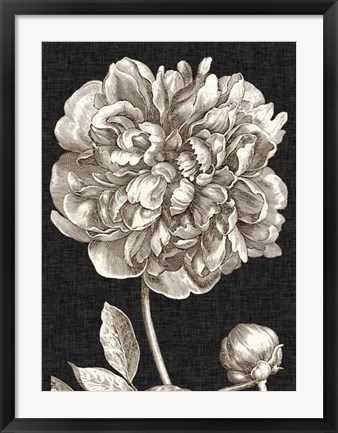 Framed Dramatic Peony I Print