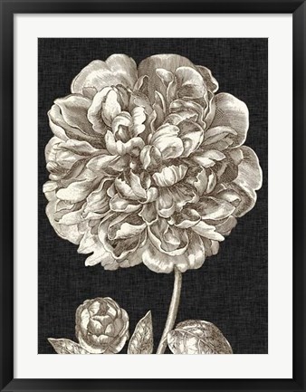 Framed Dramatic Peony II Print