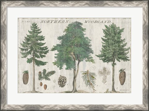 Framed Woodland Chart I Print