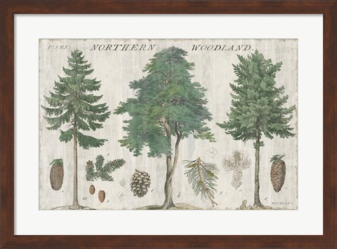 Framed Woodland Chart I Print