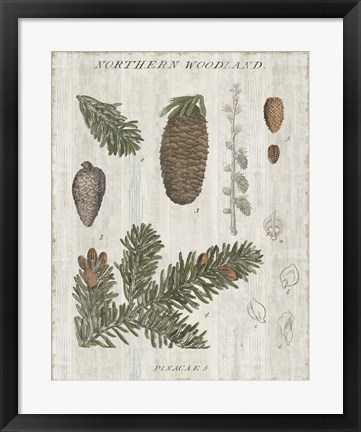 Framed Woodland Chart IV Print