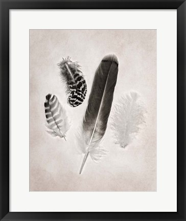 Framed Feather Group I BW Print