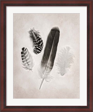 Framed Feather Group I BW Print