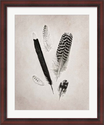 Framed Feather Group II BW Print