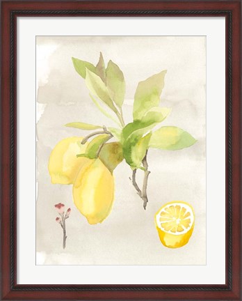Framed Watercolor Fruit II Print