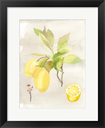Framed Watercolor Fruit II Print