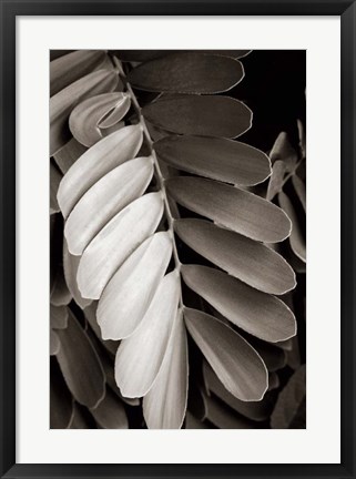 Framed Tropical Plant I Print