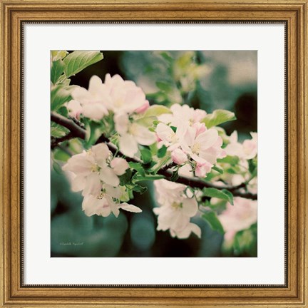 Framed Apple Blossoms I Print