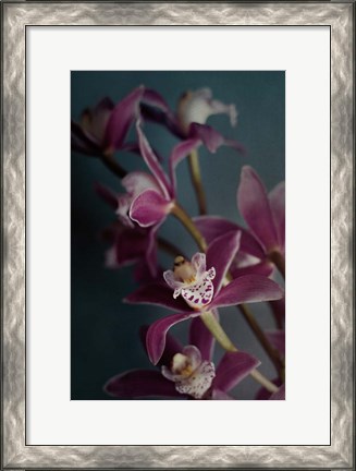 Framed Dark Orchid IV Print