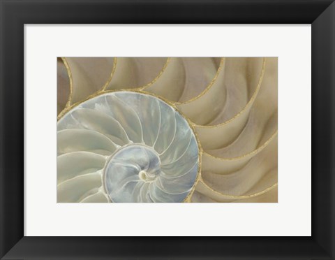 Framed Soft Nautilus Print