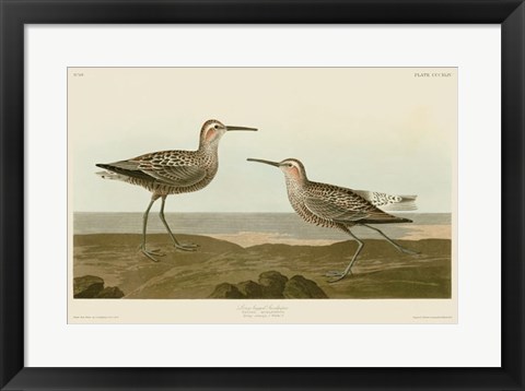 Framed Long-Legged Sandpiper Print