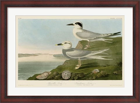 Framed Havell&#39;s Tern &amp; Trudeau&#39;s Tern Print
