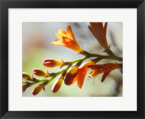 Framed Open Sunshine II Print