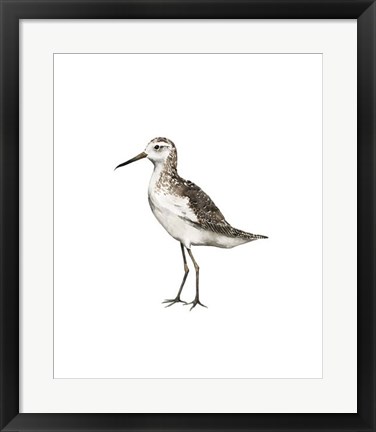 Framed Sea Bird VI Print