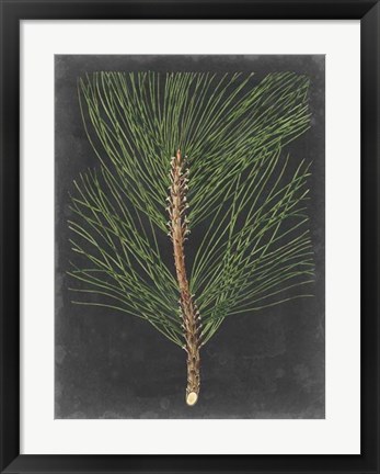 Framed Dramatic Pine I Print