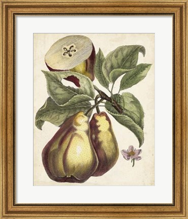 Framed Antique Pear Study I Print
