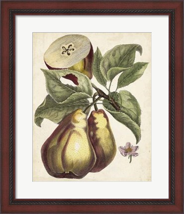 Framed Antique Pear Study I Print