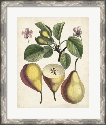 Framed Antique Pear Study II Print