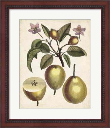 Framed Antique Pear Study III Print