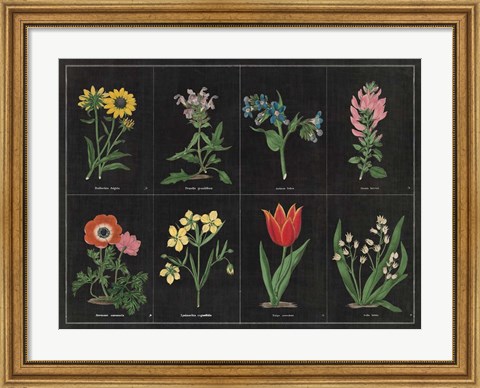 Framed Botanical on Black Chart I Print