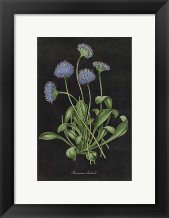 Framed Botanical on Black Chart VII Print