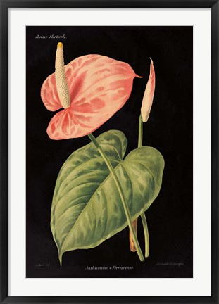 Framed Anthurium Ferrierense on Black Print