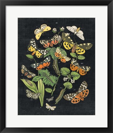Framed Butterfly Bouquet on Black IV Print