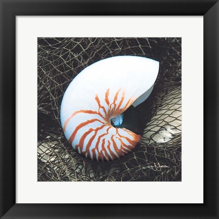 Framed Nautilus with Net Print
