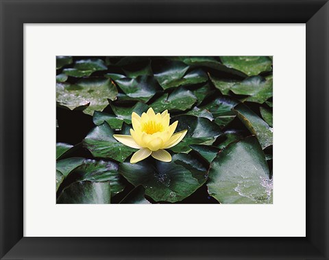 Framed Water Lilly Print