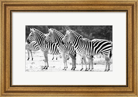 Framed Trio of Zebras Print