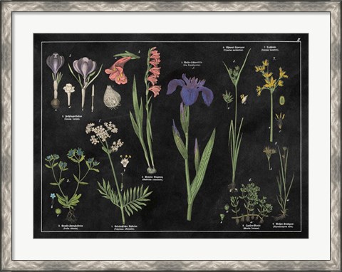 Framed Botanical Floral Chart II Black and White Print