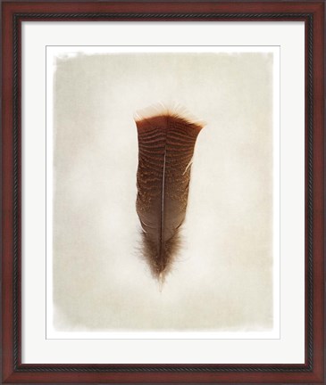 Framed Feather III Print